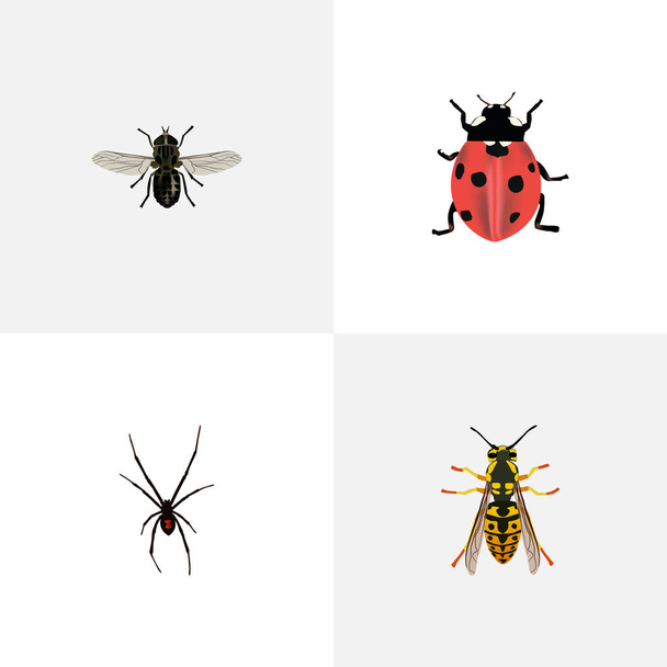 現実的なテントウムシ、ミツバチ、スピナー、他のベクトルの要素。昆虫のリアルなシンボルのセットには、フライ、Wisp、クモのオブジェクトも含まれています. - ベクター画像