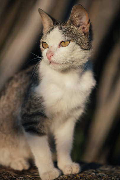 Brincalhão bonito gato no jardim
. - Foto, Imagem