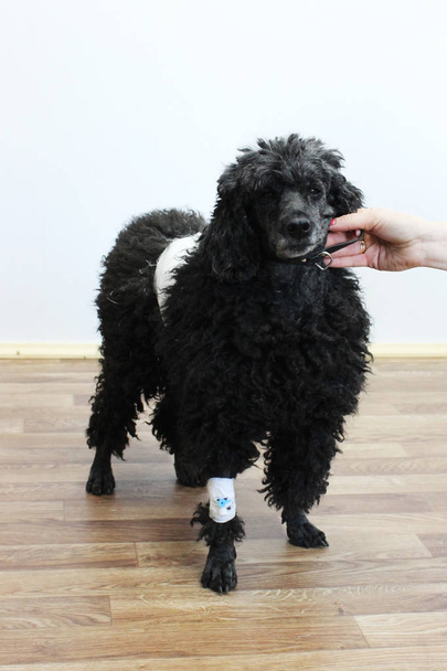 Old 9-year-old black poodle in a veterinary clinic after removing the tumor on the skin in the back area. On the front paw, an intravenous catheter through which anesthesia was administered - Foto, afbeelding