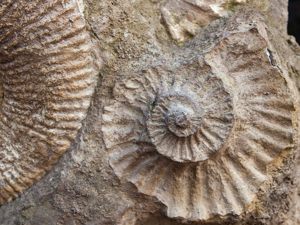 Fas'ta, Kuzey Afrika bulundu Scapithes amonite fosil - Fotoğraf, Görsel