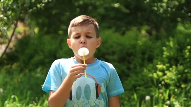 Little boy in a striped T-shirt blowing a dandelion.Spring, sunny weather. - Footage, Video