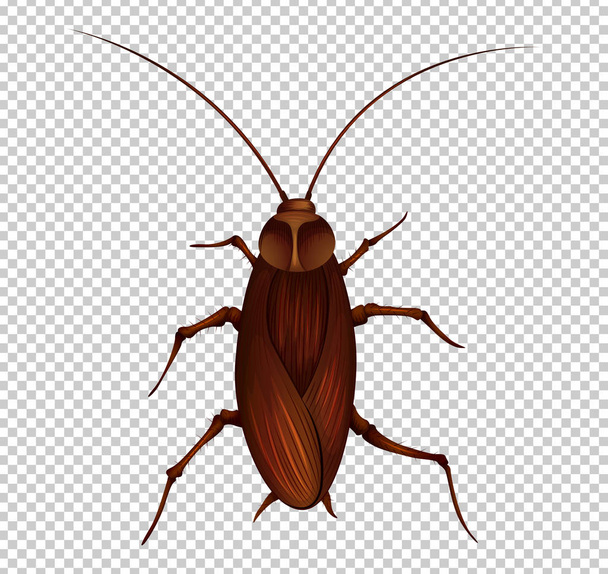 Cucaracha marrón sobre fondo transparente
 - Vector, Imagen