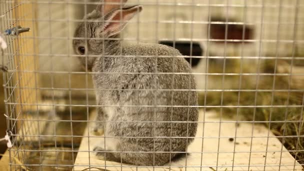 La raza del conejo gris chinchilla en la jaula
  - Metraje, vídeo