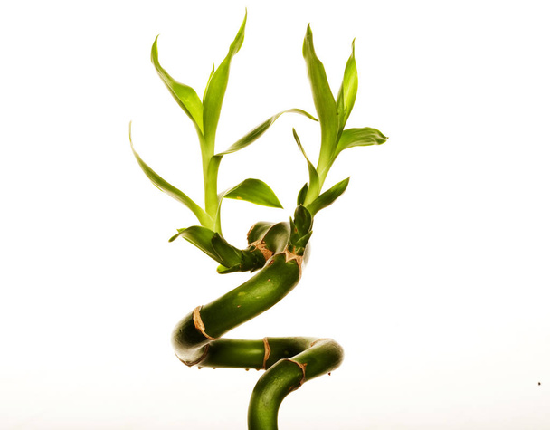lucky bamboo over white background - Фото, зображення