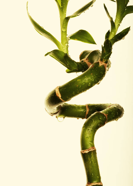 lucky bamboo over white background - Photo, image
