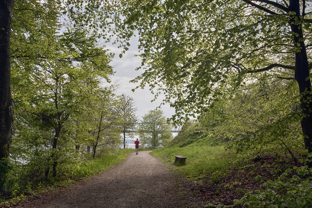 Springtime forest running - Photo, Image