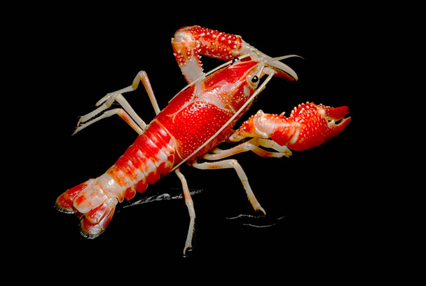 Crayfish Procambarus Clarkii Ghost on black  background - Photo, Image