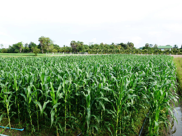 Pohyb listu kukuřičné plantáže s větrem v zemědělství - Fotografie, Obrázek