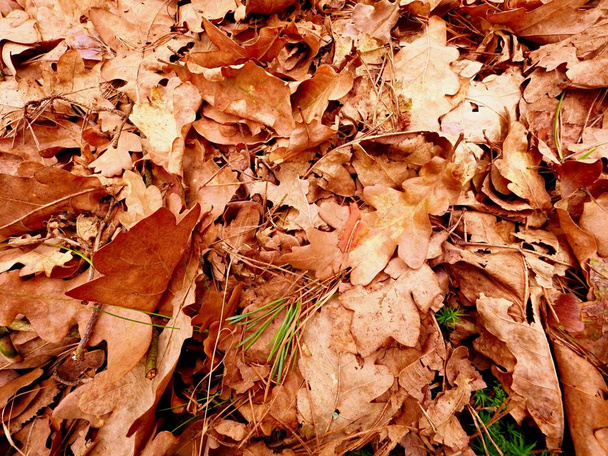 Tammenlehtiä. Syksyn puisto maahan matto kuivia oranssi tammen lehtiä, rikki oksia ja pitkä mänty neulasia
. - Valokuva, kuva