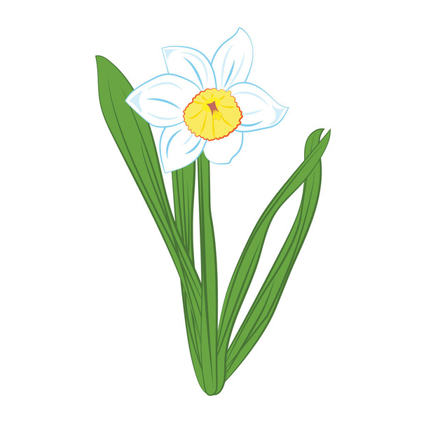 Narcyz biały i niebieski kwiaty z zielonych liści. Na białym tle. Ilustracja wektorowa - Wektor, obraz