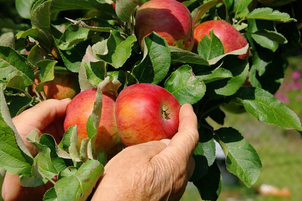 Apfel ernten - récolte de pommes 03
 - Photo, image