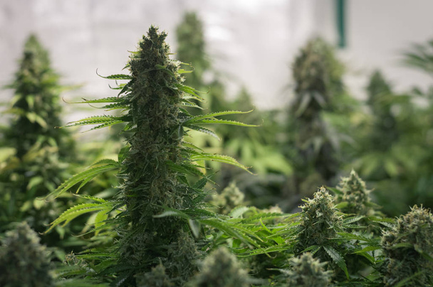 teelt van cannabis bloem - Foto, afbeelding