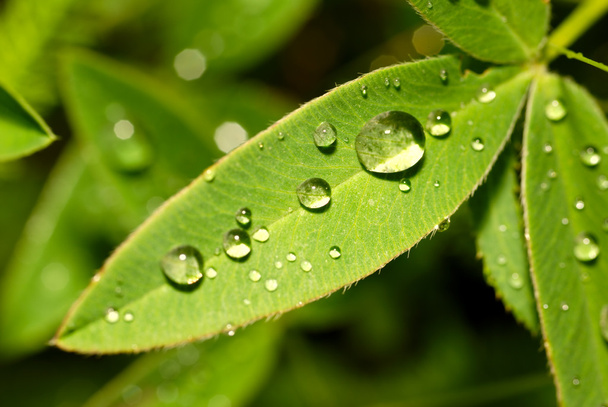 Drops on a leaf - Fotó, kép
