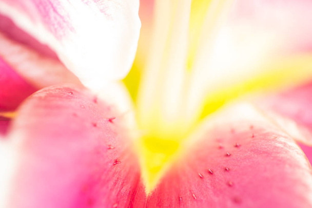 Fechar flor de lírio borrão
  - Foto, Imagem