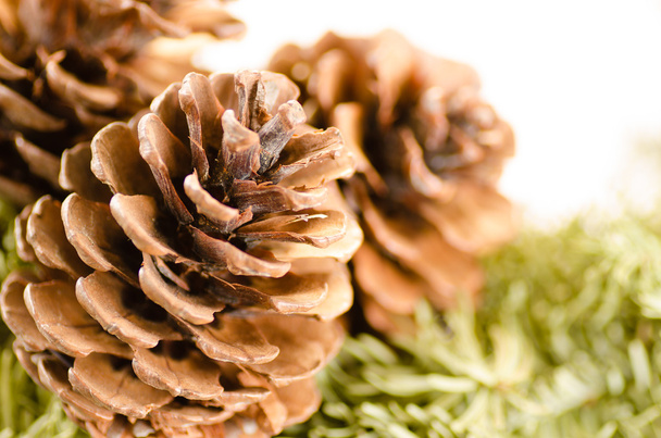 Christmas decoration of fur-tree and cones - Photo, Image