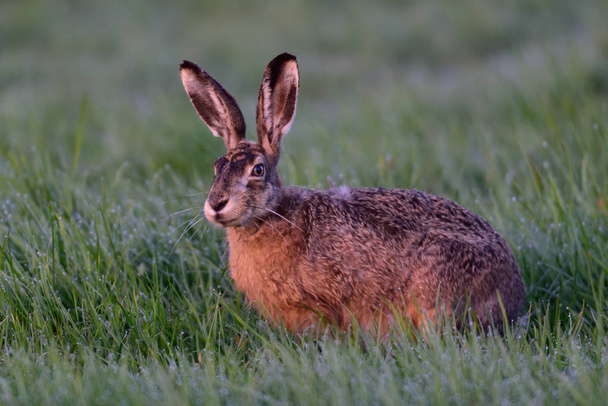 Brown hare in the meadow - Photo, Image