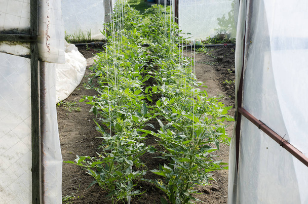 Vasta istutettu tomaatti versoja kasvihuoneessa
 - Valokuva, kuva