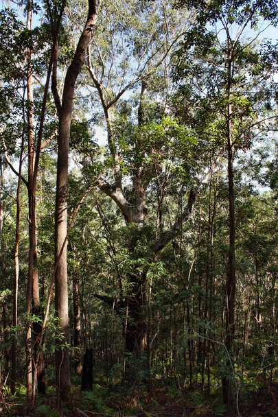 Huge tree at Ngungun Glass House Mountains National Park - Photo, Image