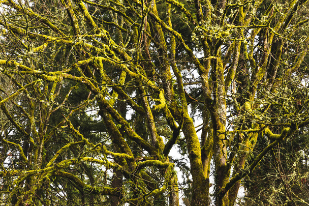 Moosgrüne Bäume - Foto, Bild
