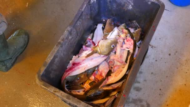 Uma mão masculina joga esqueleto de peixe em uma caixa de plástico preto. O esqueleto do bacalhau após a remoção do filete dos quadris. pernas masculinas em botas de borracha pesada passos ao redor da caixa
. - Filmagem, Vídeo