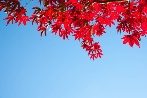 Jasně červené listy japonských javorů přes horní rám s jasnou  - Fotografie, Obrázek