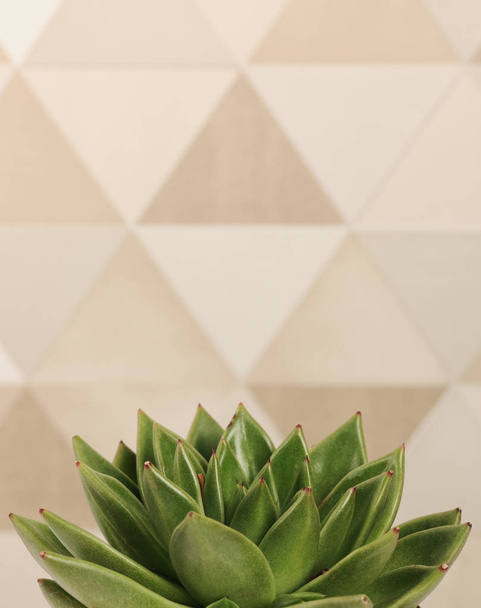 succulent plant close up - Photo, Image