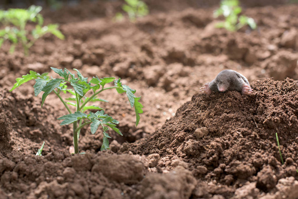 Mole in a vegetable garden - Photo, Image