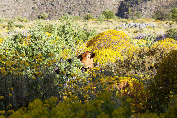 коричнева корова в барвистому грецькому пейзажі з квітами на пелопоннах
 - Фото, зображення