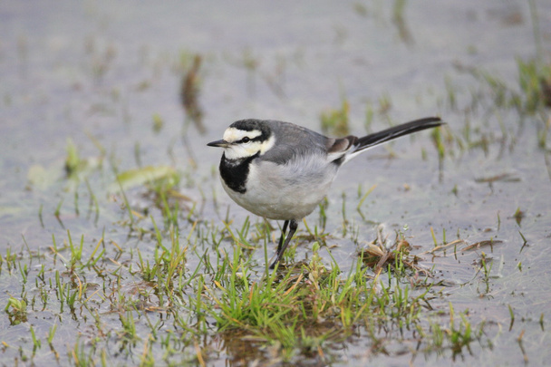 White Wagtail (motacilla alba lugens) in Japan - Photo, Image