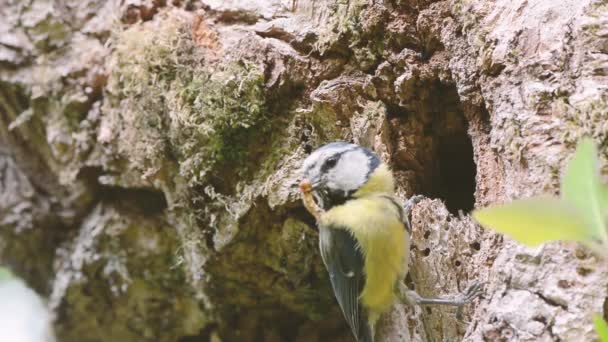 Voeding van kuikens in nest pimpelmezen (Cyanistes caeruleus) - Video