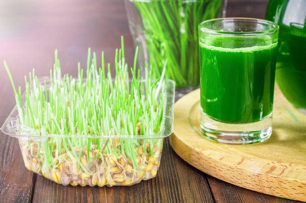 Wheatgrass shot. Juice from wheat grass. Trend of health - Фото, изображение