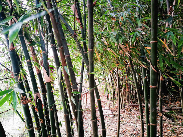 Background of Bamboo - Photo, Image