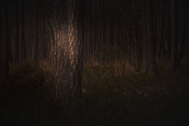 dunkle Geheimnisse dunkler Wald im Nebel mit orangefarbenem Licht von Horis - Foto, Bild