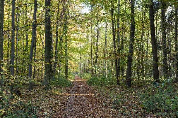 樫の木の森の小道 - 写真・画像