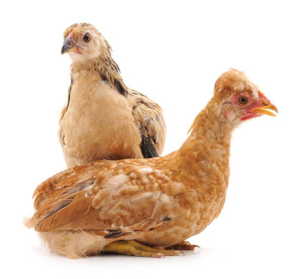Two chickens isolated. - Zdjęcie, obraz