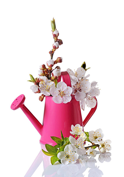 Spring cherry blossom branches with white flowers, buds and green leaves in pink watering can - Foto, imagen