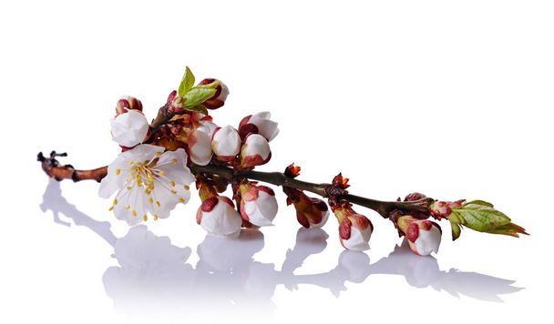 Spring cherry blossom branch with white flowers, buds and green leaves - Foto, imagen