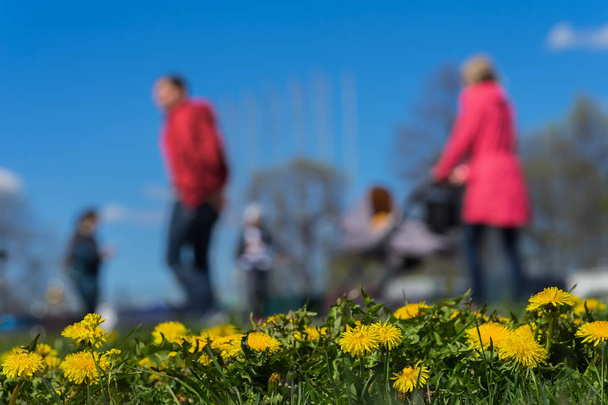 Blurred background of Young family with kids, pram in park, spring season, green grass meadow. In the foreground, bright yellow young dandelions - Foto, Imagem
