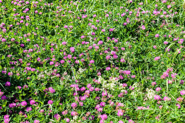 Flores de un trébol rojo en un prado. Flores silvestres como fondo
 - Foto, imagen