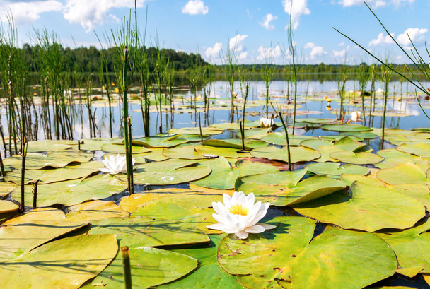 Summer landscape with water lily flowers in sunny day - Photo, Image