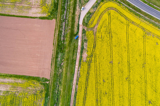 Aerial view of rape field  - Photo, Image