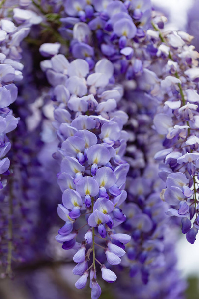 Прекрасний фіолетовий цвіт квітки вістерії
 - Фото, зображення