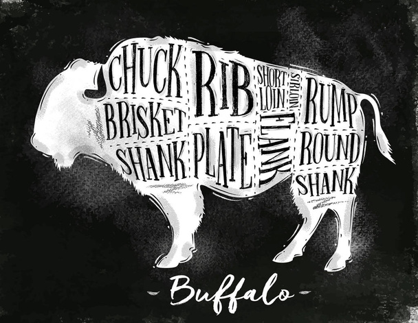 Schéma de coupe Buffalo craie
 - Vecteur, image