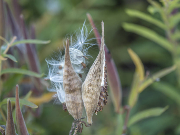Milkweed plant, Asclepias 'Tuberosa' - Фото, зображення