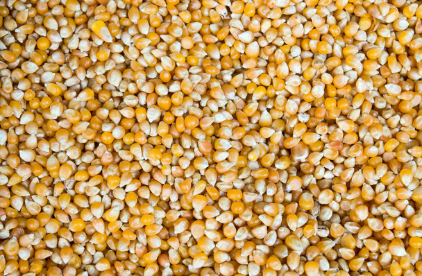 Background from grains of maize - Photo, Image