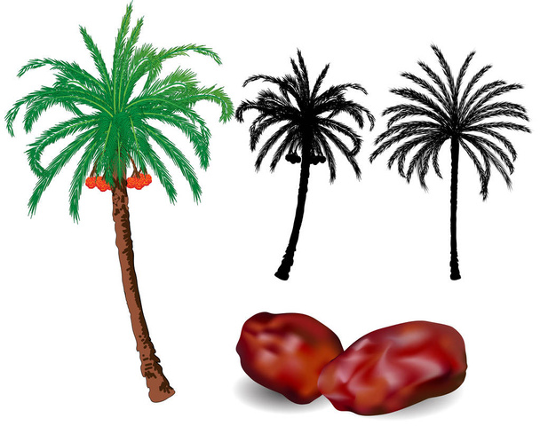  Datums palmbomen en fruit - vectorillustratie - Vector, afbeelding