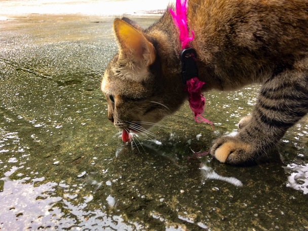 Sgombro Tabby Brown striscia nera gatto acqua potabile utilizzando per
 - Foto, immagini