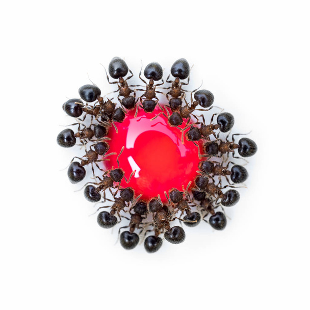 Ομάδα από τα μυρμήγκια που τρώνε κόκκινο γλυκό νερό - Φωτογραφία, εικόνα