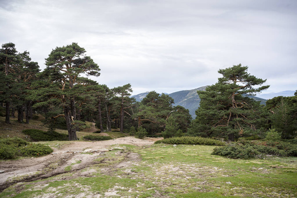Skotlannin mäntymetsä Guadarraman vuoristossa kansallispuisto
 - Valokuva, kuva
