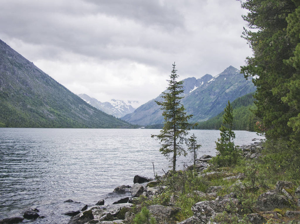 Multinskiye lago, thuja árvores na costa, Altai paisagem
 - Foto, Imagem